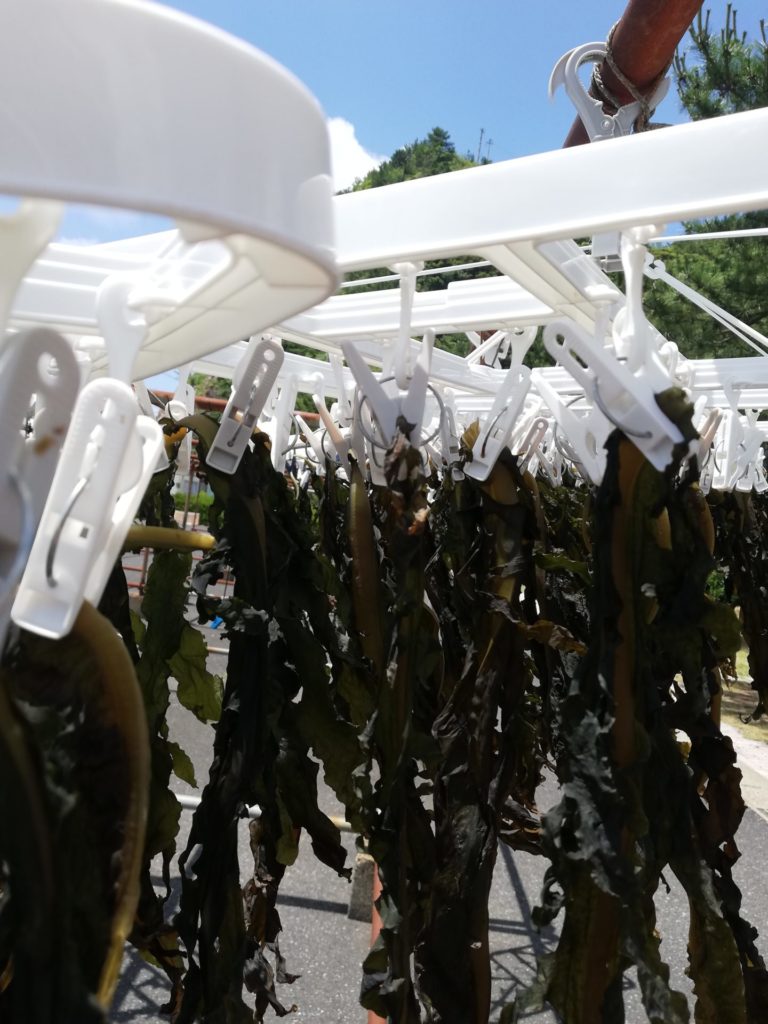 【相談】旦那がワカメ作りにはまって困ってます